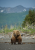 Grizzly bear standing on the beach, Alaska, USA, Istock photo, credit mzphoto11